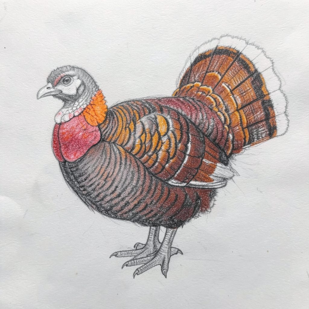 Pencil sketch of a Bourbon Red turkey, rich chestnut plumage