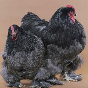 Black Cochin Standard Chicken For Sale