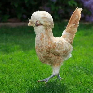 Buff Laced Polish Chicken For Sale