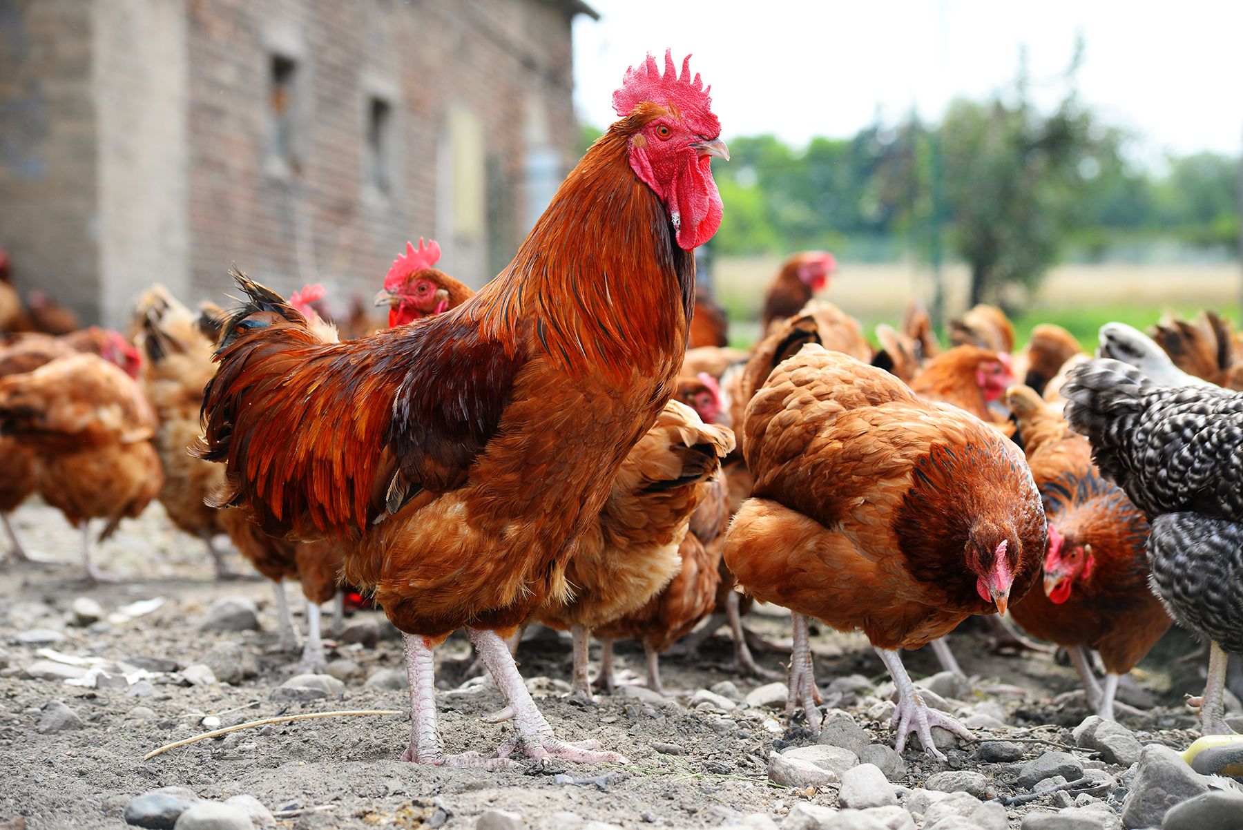 Premium Poultry Breeds logo mark — a rooster silhouette in red