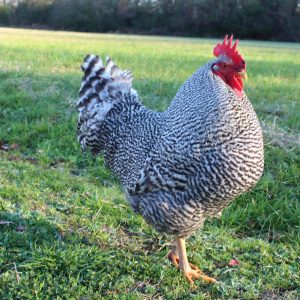 Barred Plymouth Rock For Sale