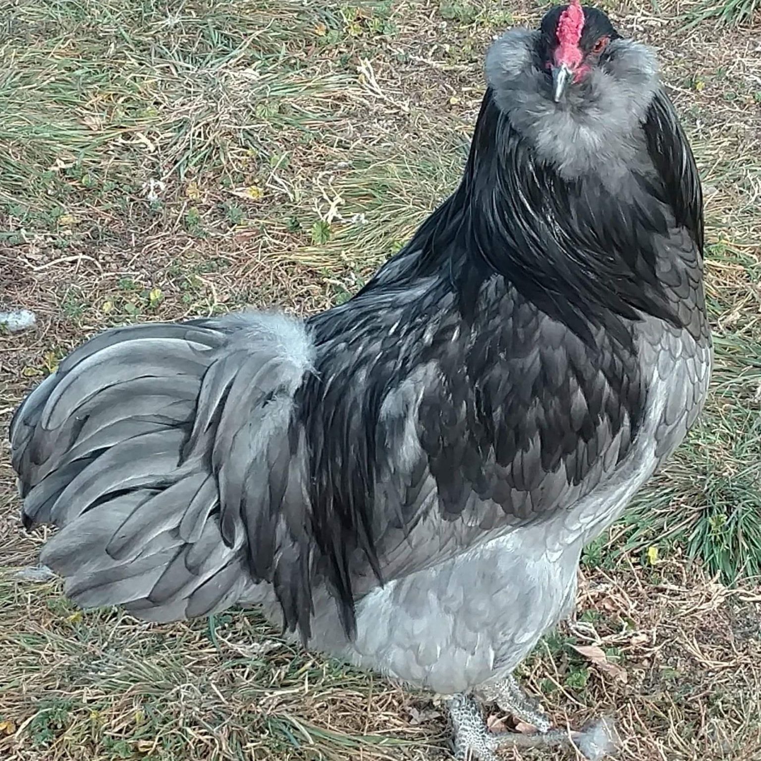 Pencil sketch of a dark-feathered game fowl with a fluffy neck and red face, standing on dry grass