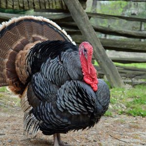 Broad Breasted Bronze Turkeys For Sale