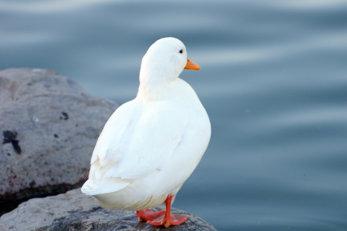A white duck with an orange beak and feet standing on a rock beside calm blue water, serene mood