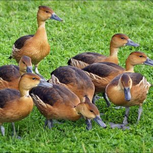 Fulvous Tree Duck For Sale