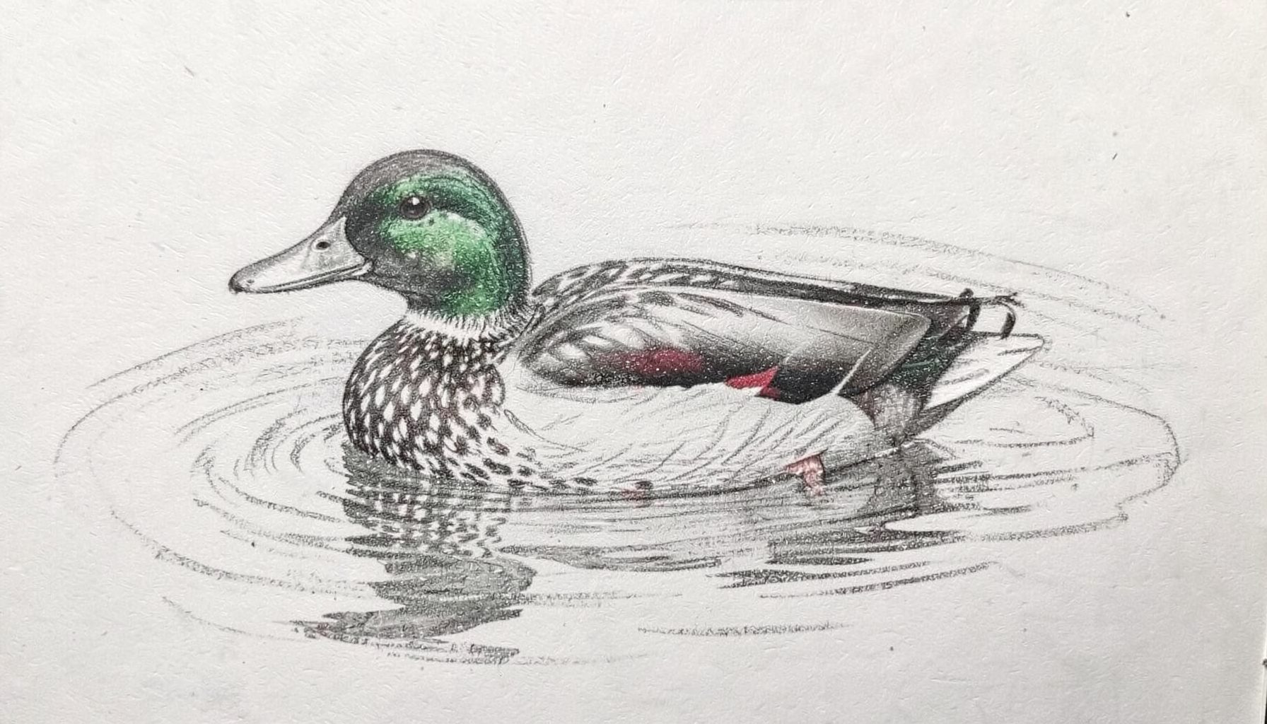 A graphite pencil sketch of a Green Winged Teal duck, small and compact with intricate feather markings, floating on still water
