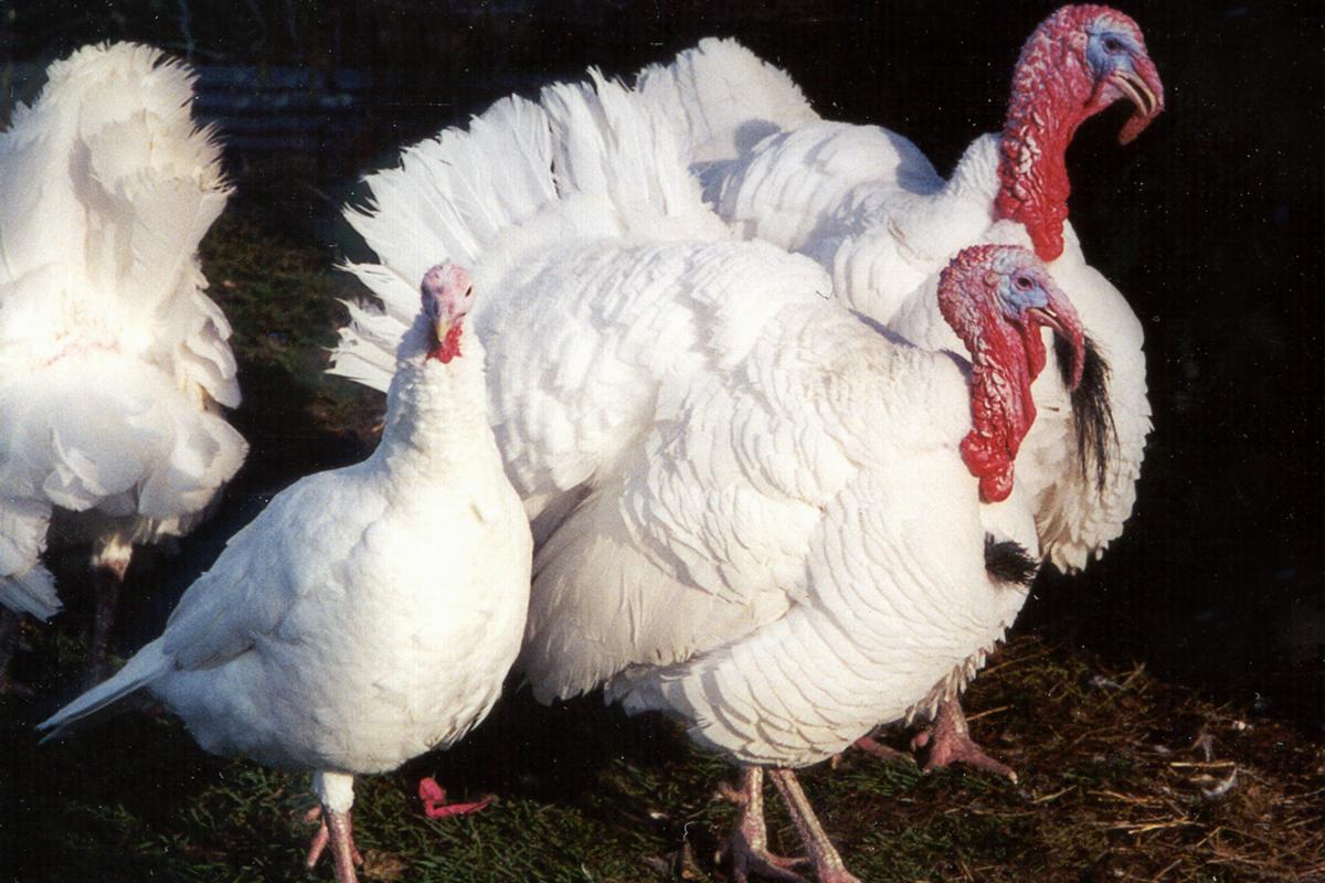 Several white turkeys with red heads and fanned tail feathers standing outdoors on green grass