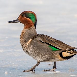 Green Winged Teal Duck For Sale