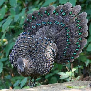 Buy Grey Peacock Pheasants
