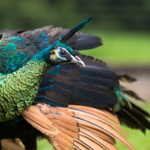Java Green Peafowl For Sale