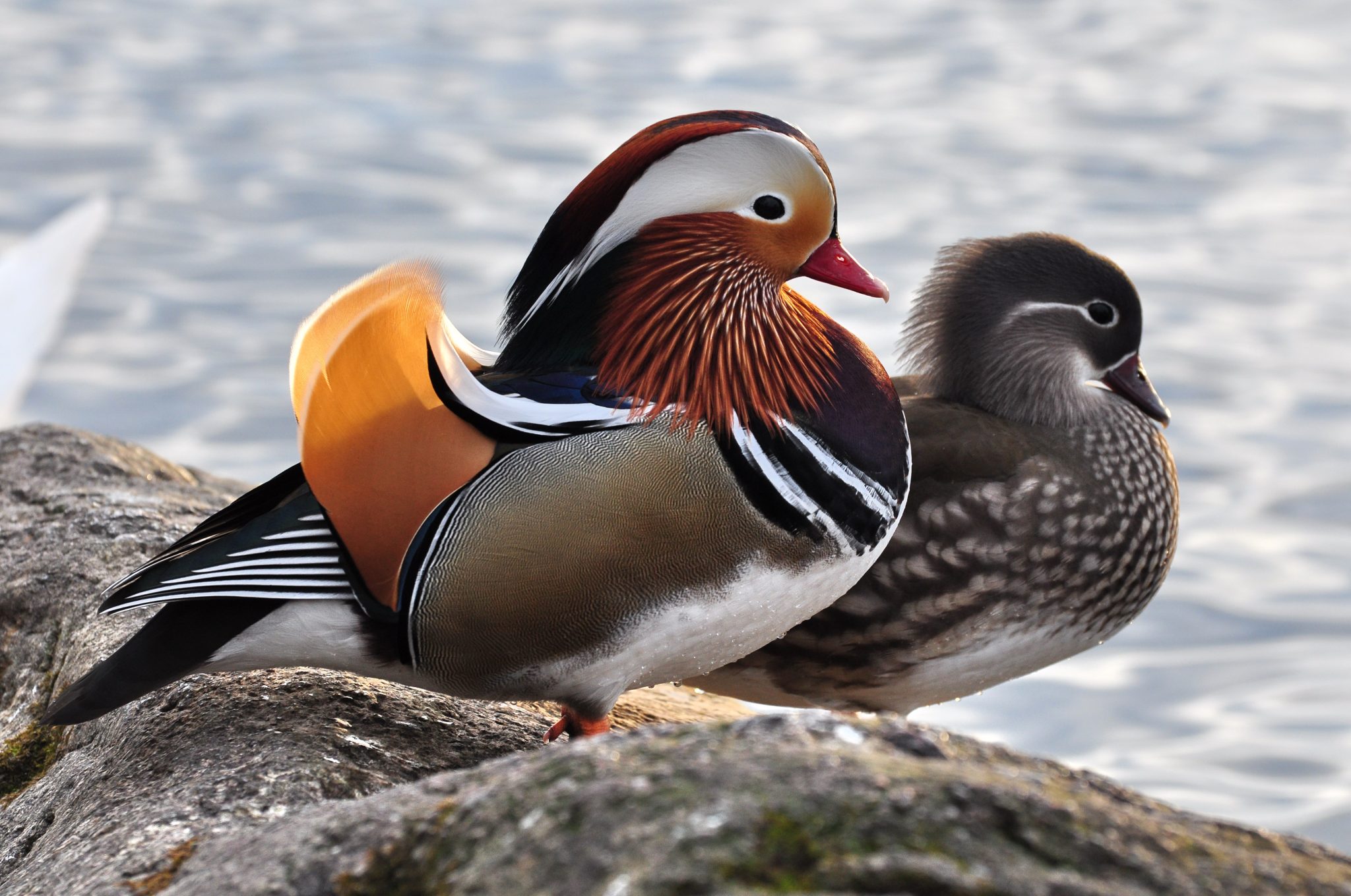 Two colorful ducks resting on a rock beside water, one with vivid orange, white, and dark plumage, the other brownish-green
