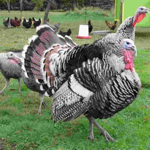Narragansett Turkeys For Sale