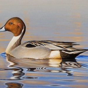 North American Pintail Duck For Sale