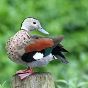 Ring Teal Ducks For Sale