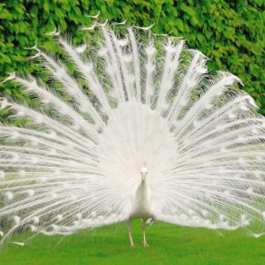 Buy White Peafowl For Sale