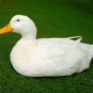 White Star Hybrid Duck For Sale