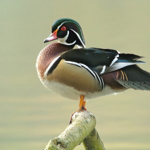 Wood Duck For Sale